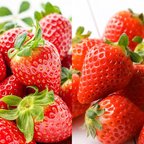 宮崎県川南町 [令和8年発送] 宮崎県産いちご 「さがほのか&やよいひめ」食べ比べセット