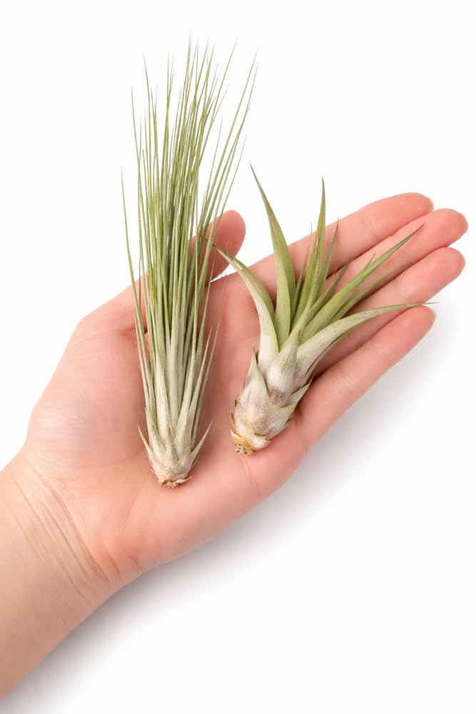 Lot de 24 Tillandsia (6 variétés x4) – Plantes aériennes 5–22 cm – Sans terre, faciles d’entretien – Broméliacées – Décoration maison, terrarium & cadeau – emballage sans plastique