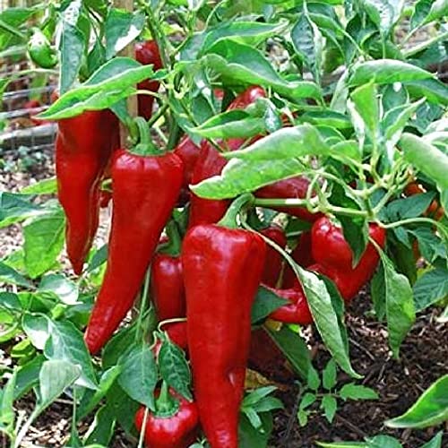 Udanta Vegetable Seeds | Achari Mirch – Moti Mirch Red F1 Hybrid Seeds Pack Of 20 Seeds By (Live Green Updated Quality) (B09ZVLGKC9) Amazon Price History, Amazon Price Tracker