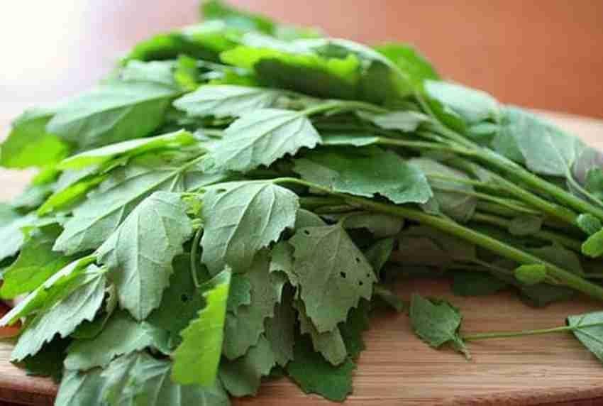 Image of Bathua Saag Seeds for Planting (100% GERMINATION RATE) PACK OF 145