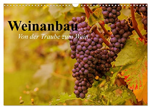 Weinanbau. Von der Traube zum Wein (Wandkalender 2026 DIN A3 quer), CALVENDO Monatskalender: Schöne Impressionen vom interessanten Weinbau (CALVENDO Natur)