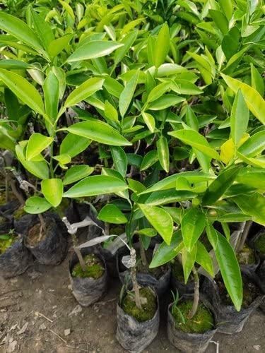 Image of Vietnam Sweet Malta Bari All Time Mosambi Plant-Hybrid Grafted Original Variety Lemon Healthy Live Plantr for Home Garden Pack Of 1