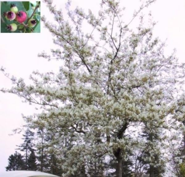 Amelanchier lamarckii - Kupfer-Felsenbirne Größe 100-150cm
