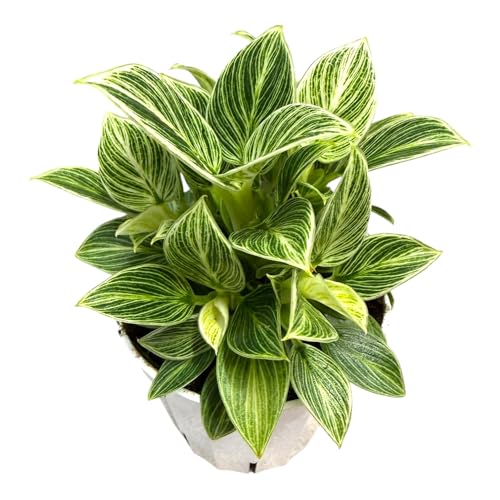 Hopewind Plants Shop - Philodendron Live Plant Air Purifying Easy Care Easy to Grow Rare Variety Live Indoor Plant 4 inch Pot (Philodendron Birkin S)
