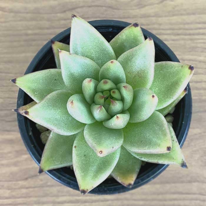 Amazon｜多肉植物 エケベリア ゴールドマリア 9cm ポット echeveria
