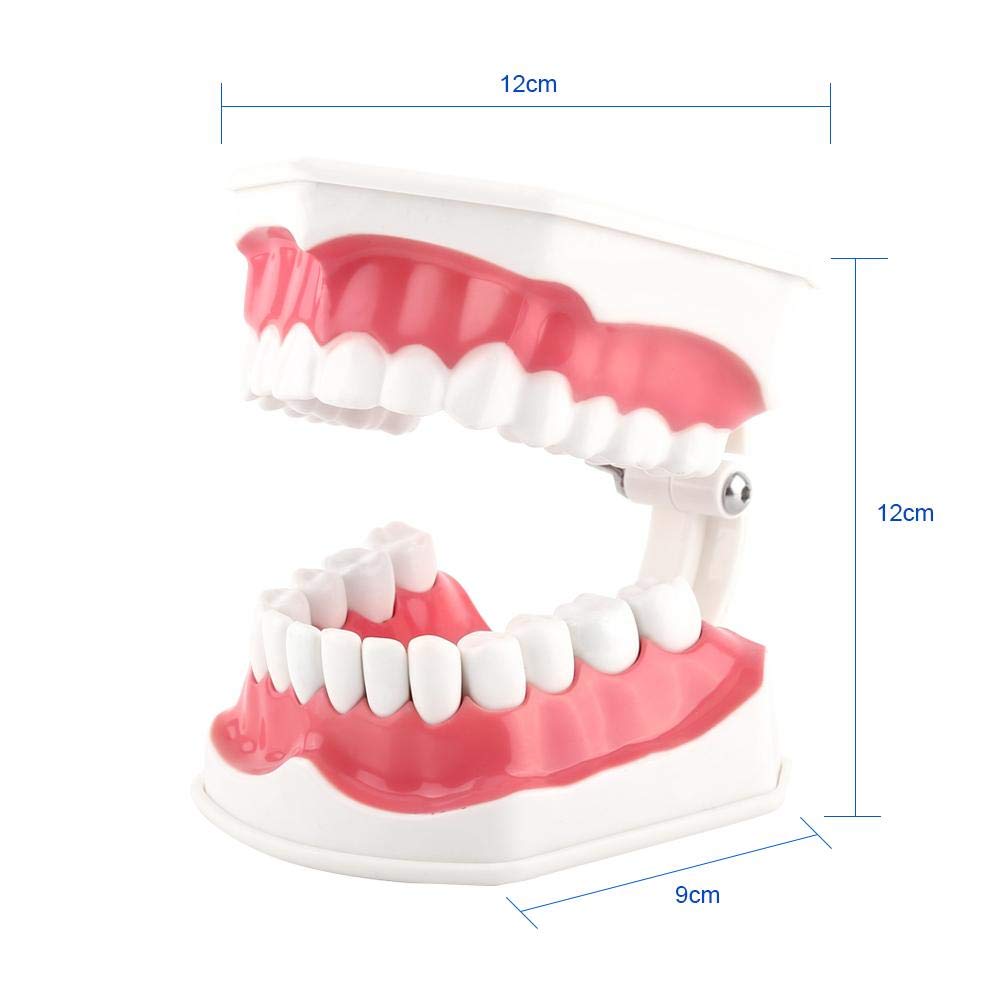 Akozon 1pc Modèle Dentaire 28 Dents Enseignement Dents Brossage Etude Démonstration Dentiste Outil