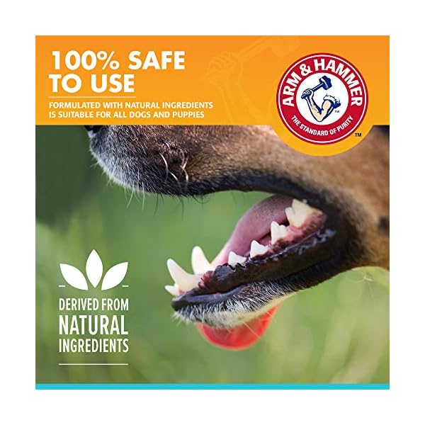 Arm & Hammer Dog Dental Care Fresh Breath Enzymatic Toothpaste for Dogs | No More Doggie Breath | Safe for Puppies, Clinical Care, Vanilla Ginger Flavor – 1 Pack Arm & Hammer Dog Dental Care Fresh Breath Enzymatic Toothpaste for Dogs | No More Doggie Breath | Safe for Puppies, Clinical Care, Vanilla Ginger Flavor – 1 Pack