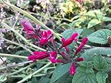 1 Starter Plant of Salvia pulchella involucrata Rosebud Pink Hybrid Sage