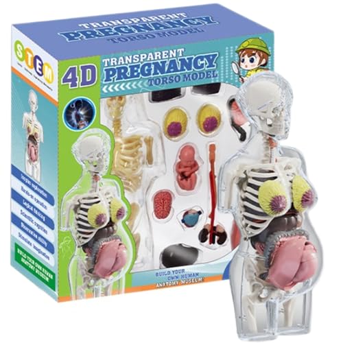 Modèle de corps humain pour enfants pour expliquer la biologie sans tabou ni difficulté
