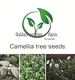 Golden autumn farm- 10 Camellia Sinensis - Tea Tree - Rare Tropical Plant Tree Seeds
