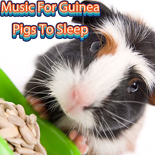 Play Calming Music For Guinea Pigs To Sleep by How To Calm My Guinea Pig, Music For Guinea Pigs