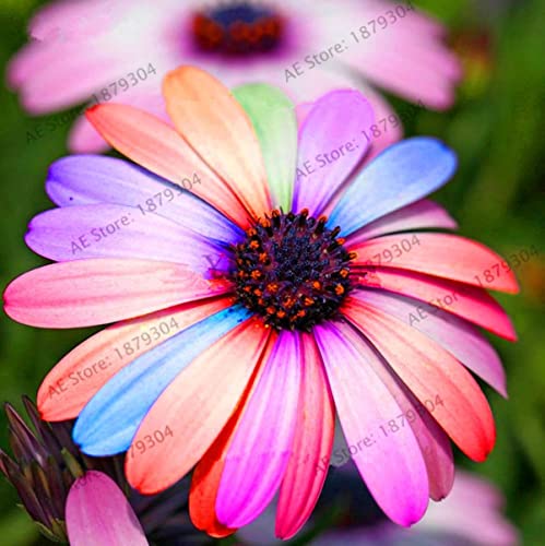 Semillas de Flores de crisantemo de Gerbera Africana del Arco Iris, Plantas de bonsái de Flores perennes para el jardín de su casa, no Flores Artificiales-5,600 Piezas de Semillas
