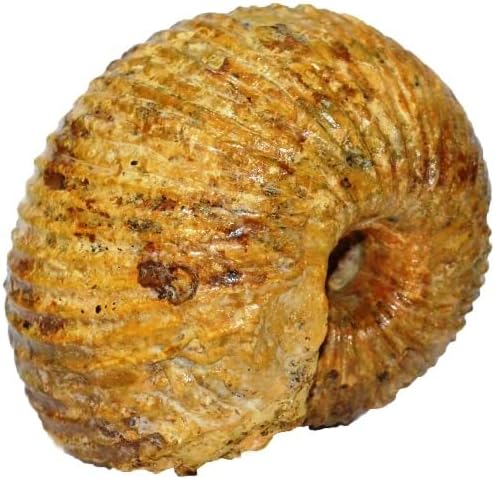 cadoceras sp. Ammonite Fossil (Fossils) AMOCA649