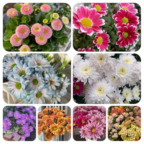 semi di margherita - balcone resistenti giardino 200pcs