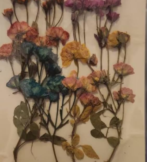 12 piezas de capullos de rosa mini prensados y secos miniatura 4