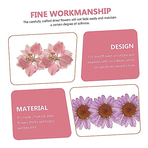 Flores secas naturales para manualidades DIY miniatura 6