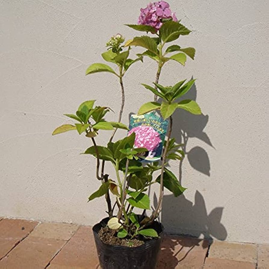 Amazon.co.jp: 西洋紫陽花 美少女 15cmポット : DIY・工具・ガーデン
