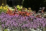 PlantaPro