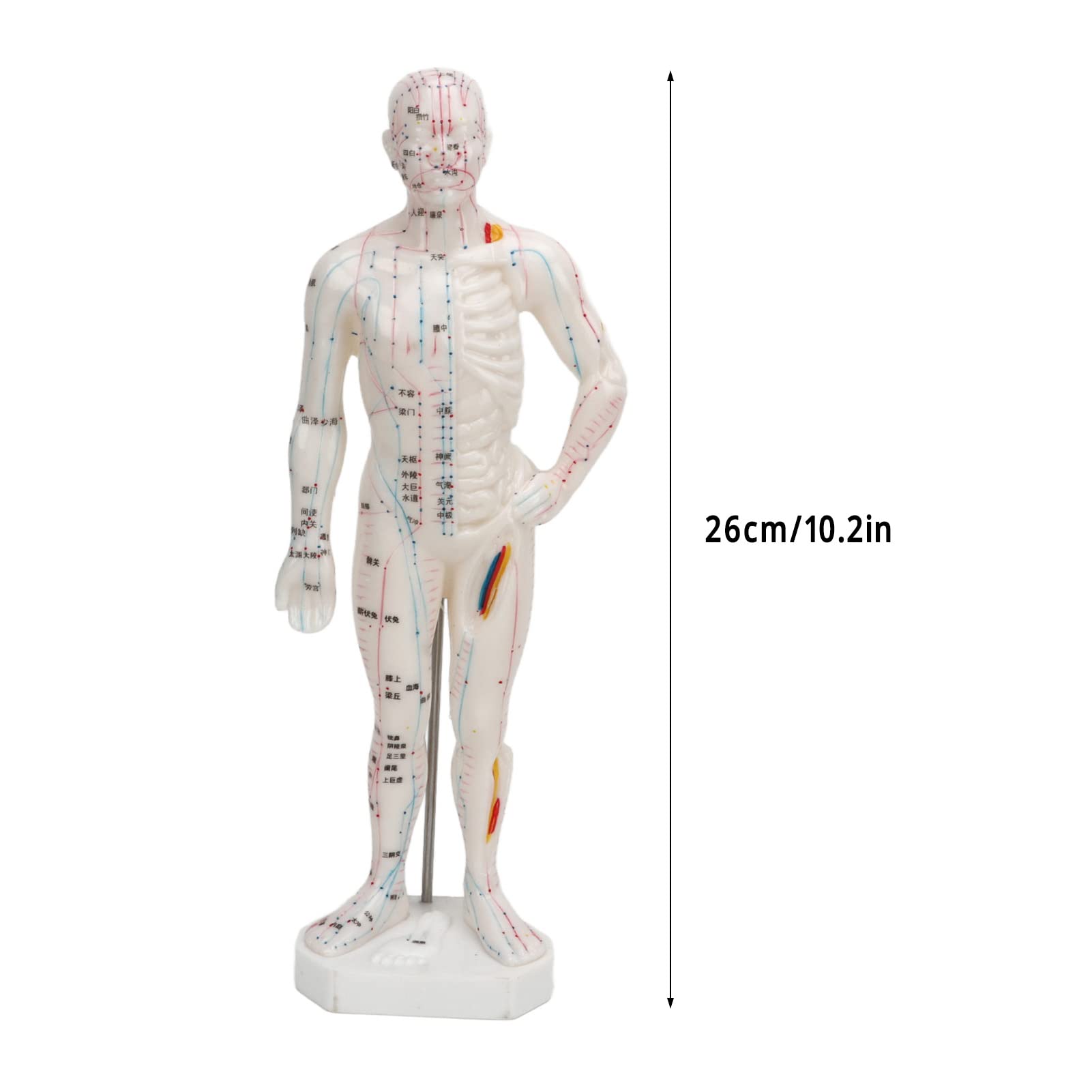 Modello di agopuntura corpo, Modello professionale di punti meridiani per l'insegnamento della medicina cinese, massaggio agopuntura, massaggiatore