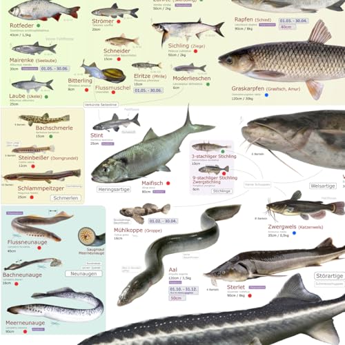 ENTILA Poster: Die Süßwasserfische Deutschlands/Viele wichtige Bestimmungsmerkmale/Perfekt zum Lernen für die Fischerprüfung und für jeden Angler (Schonzeiten Bayern)