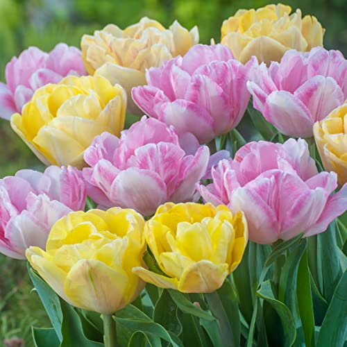 チューリップ 種 球根の人気商品 通販 価格比較 価格 Com