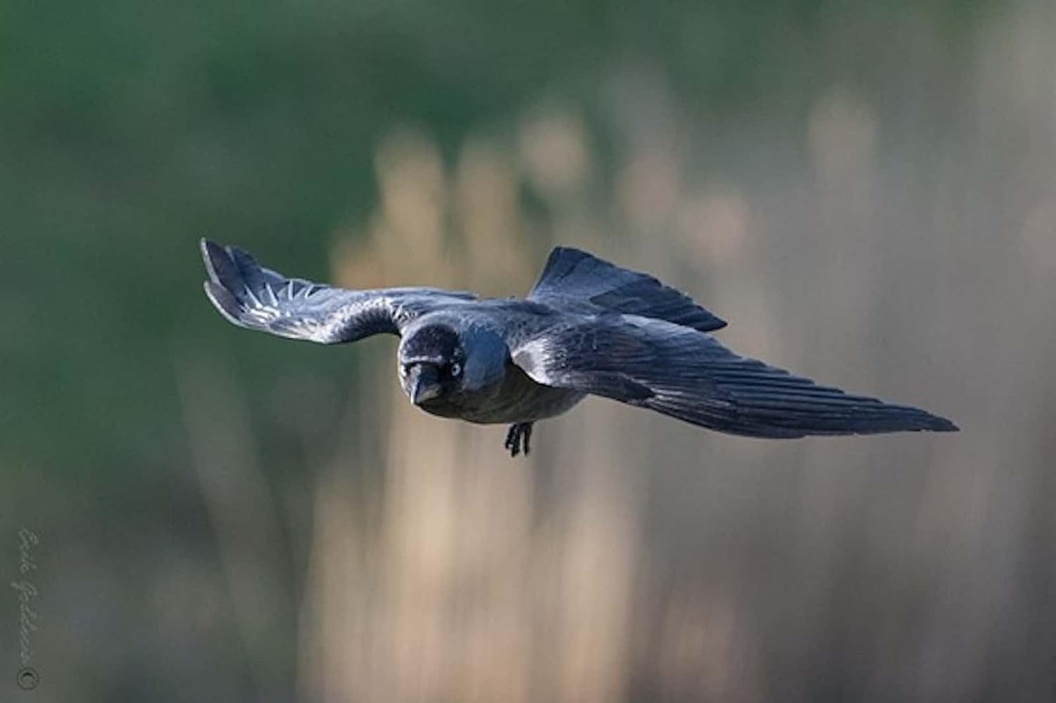 JINTU 420-1600 Anuale Teleobiettivo Lenti Della Acchina Fotografica Per Nikon D780 D5600 - Foto 2