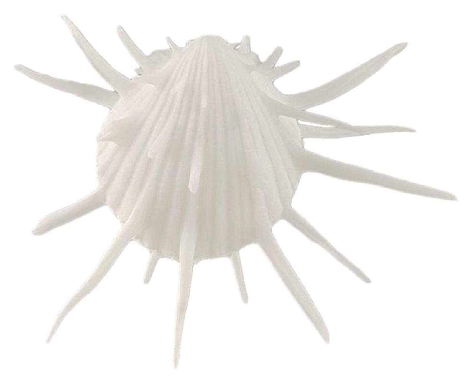 Coquillages de mariage thématique plage et déco table mariage