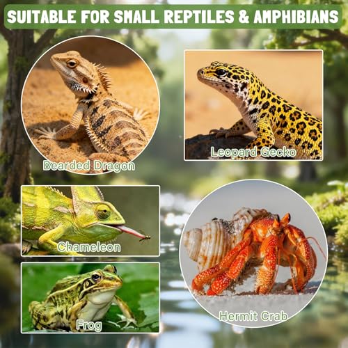 Abreuvement pour serpent et gamelle repas pour tortue terrestre - 5