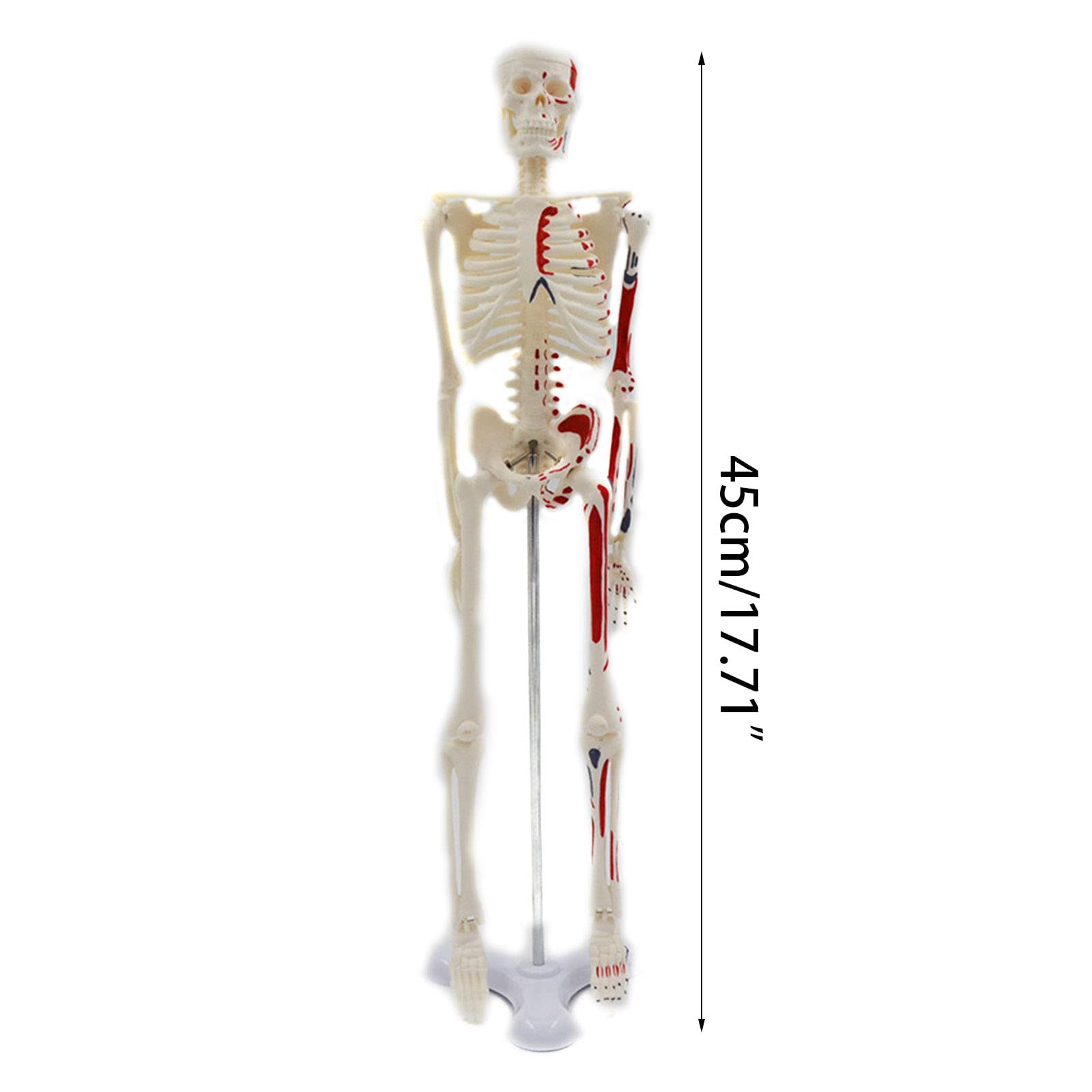 Modello scheletro per anatomia 17 ' ' modello scheletro umano con braccia mobili Gambe Scientifico per studio base Umano per anatomia Bambini medico per studio medicina
