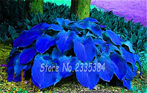 50Pcs / Pack raro Semi di hosta Perenni Fiore di Giglio Pizzo Bianco FAI da te Giardino domestico Copertura del terreno Pianta