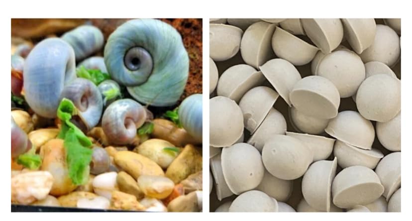 5 x Blue **HIGH GRADE** Ramshorn Snails Live Freshwater Aquarium + 15 x Calcium Blocks