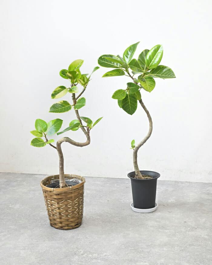 Amazon｜観葉植物 本物 フィカス・アルテシーマ・バリエガタ 6号
