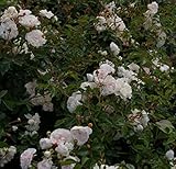 Baumschule Pflanzenvielfalt