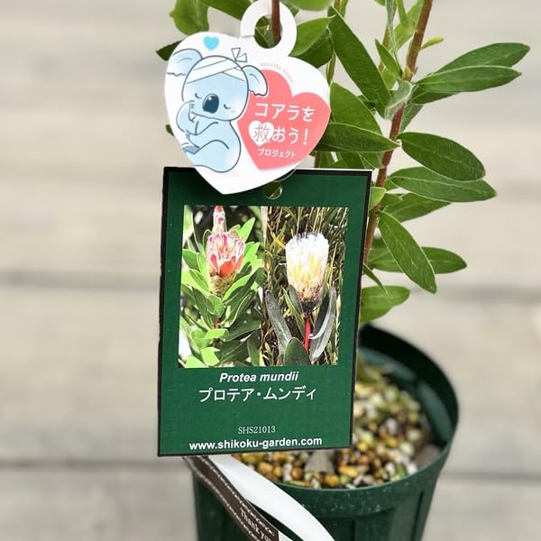 Amazon.co.jp: おしゃれ 観葉植物 花苗：プロテア*4号 Protea