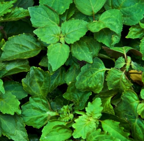 Aceite Esencial de Patchouli Orgánico Puro 5 mL miniatura 5