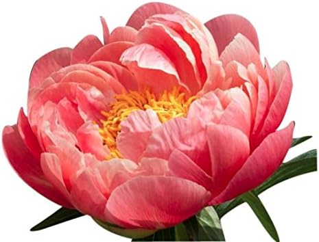 Coral Sunset Double Peony - Shipped Bare Root - Most Beautiful of the Coral Peonies