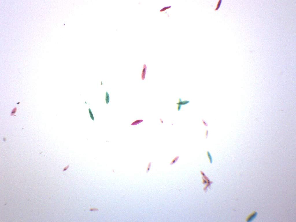 Paramecium, Whole Mount - Prepared Microscope Slide - 75 x 25mm - Biology & Microscopy - Eisco Labs