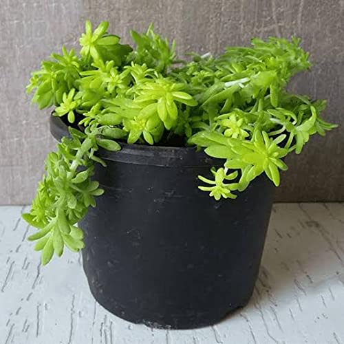 MphmiNurseryplant Sedum Angelina (Golden) - Succulent Plant