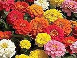Zinnia - California Giant Mix - Bulk Pack 5,000 Seeds by Seeds2Go
