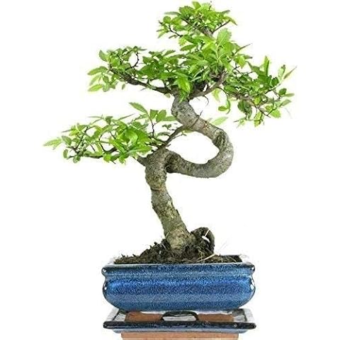 Extra Large Chinese Elm Bonsai Gift Set Cover