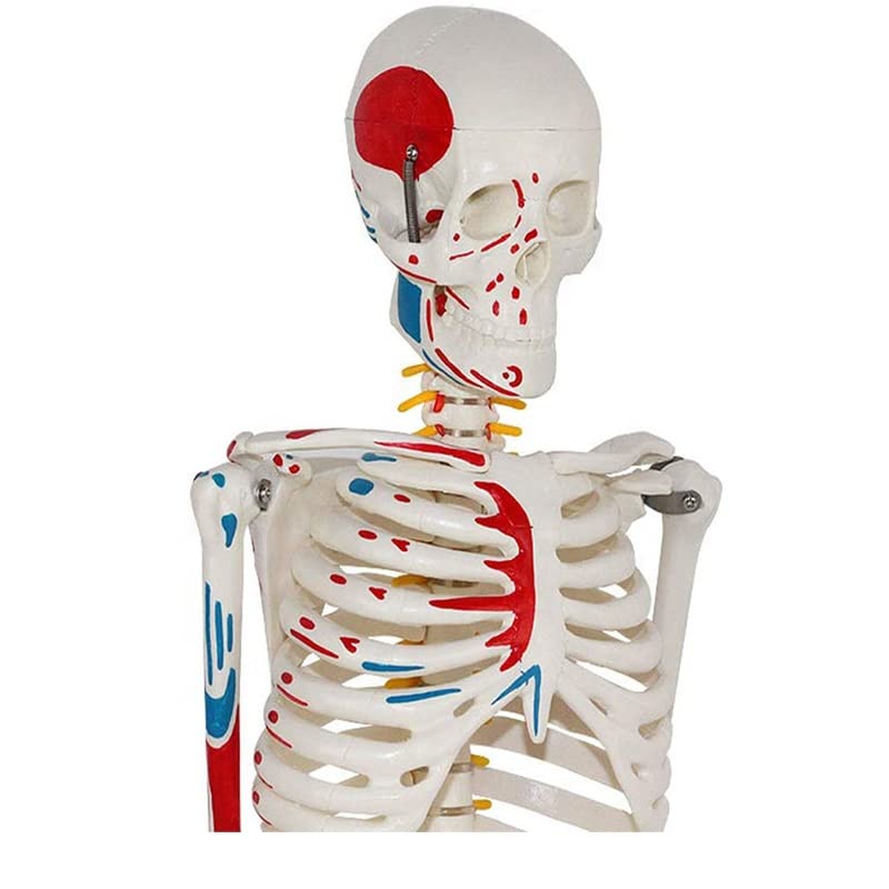 Image of ✮ Human Skeleton Model ✮ 85CM Tall ✮ Painted Muscle Insertion and Origin Points ✮ Removable Arms and Legs ✮