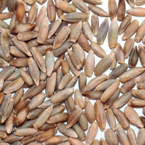 BIO Waldstaudenroggen 5kg - direkt vom Bauernhof - aus kontrolliert biologischem Anbau Cover