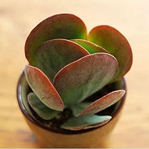 Nuova vendita di bonsai 2016! 100 pezzi/lottp kalanchoe bonsai fiore bonsai giardino domestico raro purificazione dell’aria pentola coperta piante novelle: blu profondo:Seeds