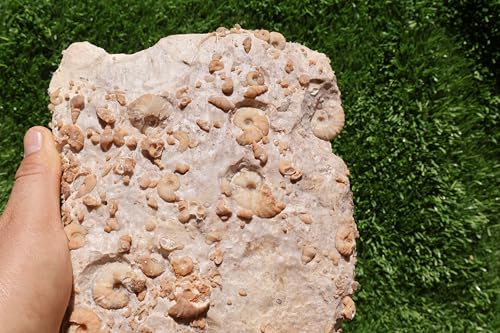 Image of Ammonites & Gastropods Plate Cretaceous Fossils Fossils from Morocco Fossil Rock ammonites Fossil from Morocco A212