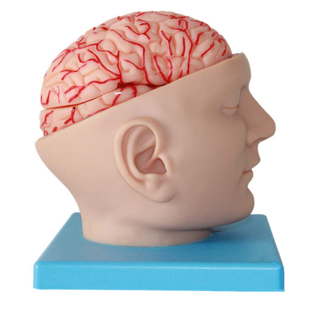 Anatomisches Gehirnmodell – Abnehmbares menschliches Gehirn-Anatomie-Modell für medizinische Lehrhilfe, digitales Design, Laborausrüstung, pädagogisches Werkzeug für Training
