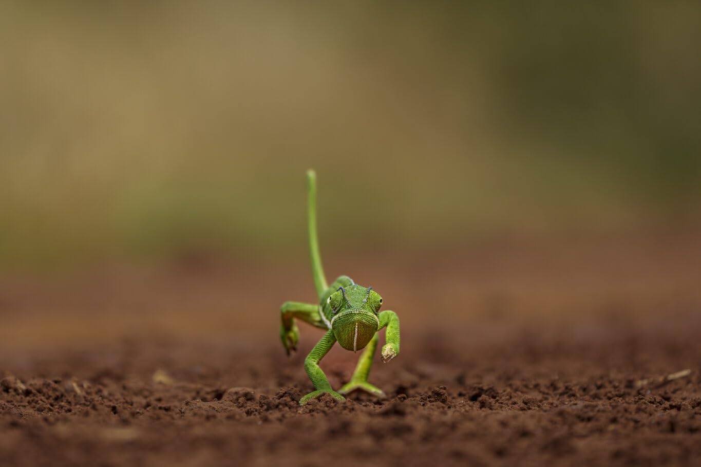 Generic May I Have a Word with You Fabric Panel - JAP-017, Panel Size is 24” X 16”, Quality Quilting Cotton