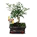 Produktbild Exotenherz - Bonsai Szechuan-Pfeffer - Zanthoxylum piperitum - ca. 6 Jahre - Kugelform