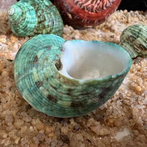 Image of 5pcs Hermit Crab Shells, M Size Opening 0.7-1.4 inch, Natural Sea Conch, Turbo Seashells for Hermit Crab Supplies and Beach Decoration Large Sea Shell (5pcs M) | Conch for Hermit Crab Supplies and Beach Decoration Large Sea Shell (5pcs M)