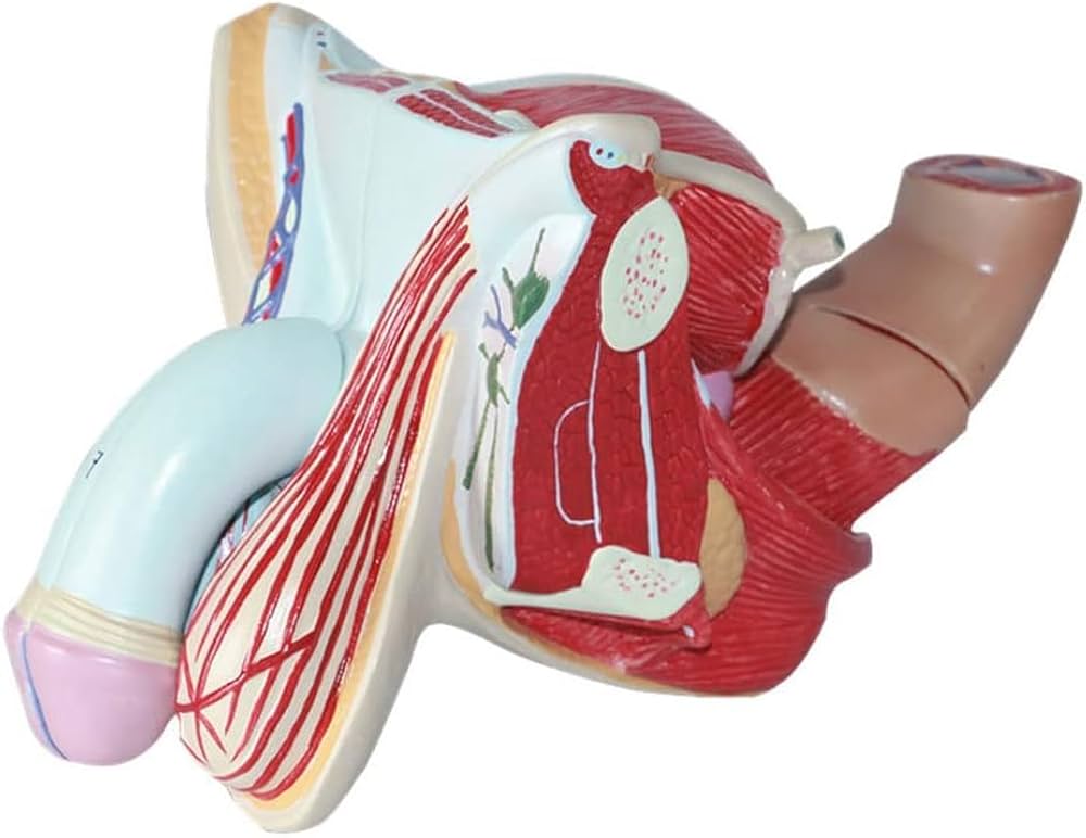 Amazon.co.jp: 男性の生殖器系の解剖学 - 4 つの部分、正中