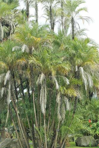 Phoenix paludosa | Mangrove Date Palm | 5 Seeds